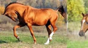 Описание пород лошадей с фотографиями Виды лошадей и название