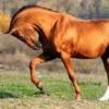 Описание пород лошадей с фотографиями Виды лошадей и название
