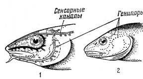 Органы боковой линии проходят у рыб