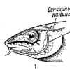 Органы боковой линии проходят у рыб